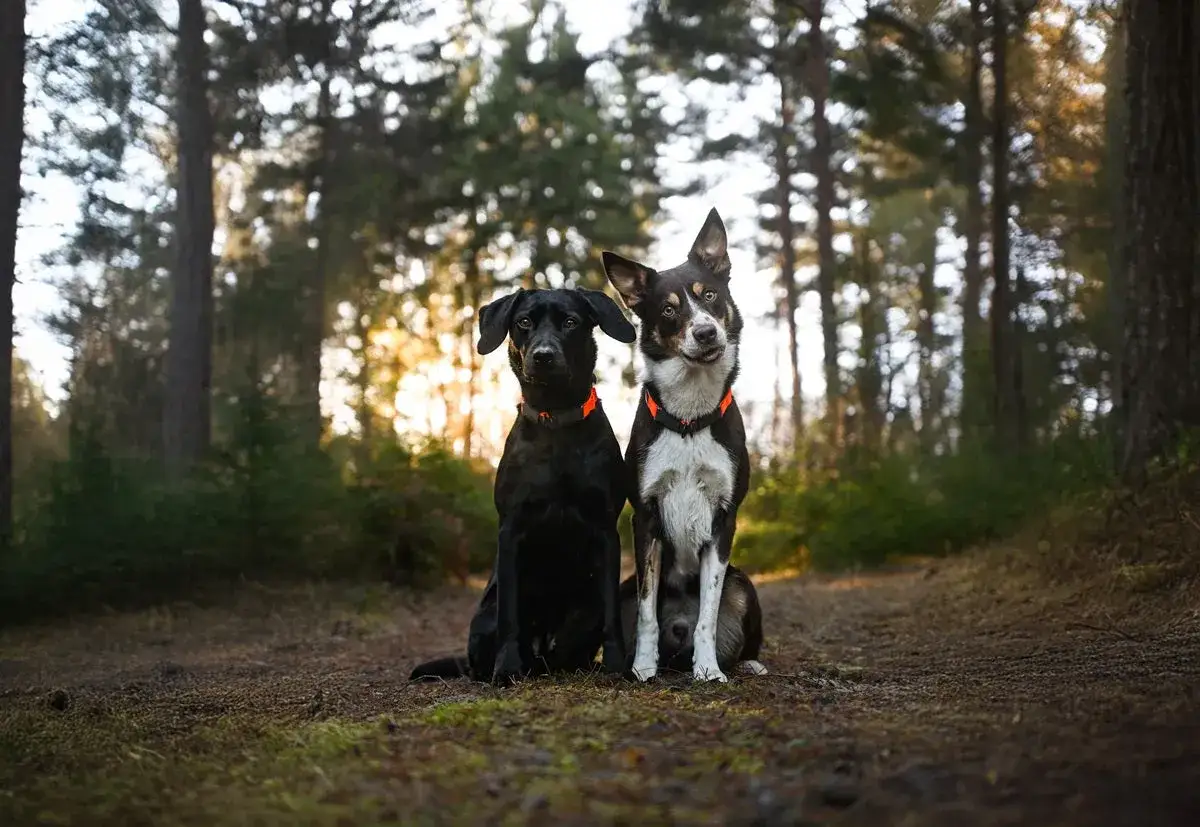 Tv&aring; hundar sitter i skogen, redo f&ouml;r en h&auml;rlig vandra med hund.
