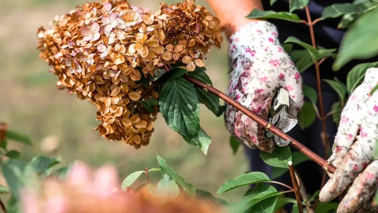 Händer i blomsterhandskor som klipper buskar med sekatör. Torkade hortensiablommor syns i förgrunden.