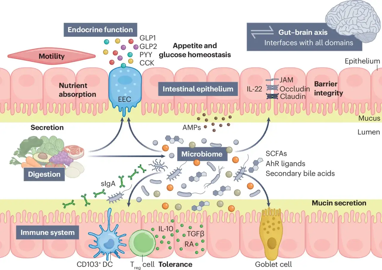 Il microbiota intestinale, con i suoi probiotici, aiuta digestione, immunità e barriera intestinale.