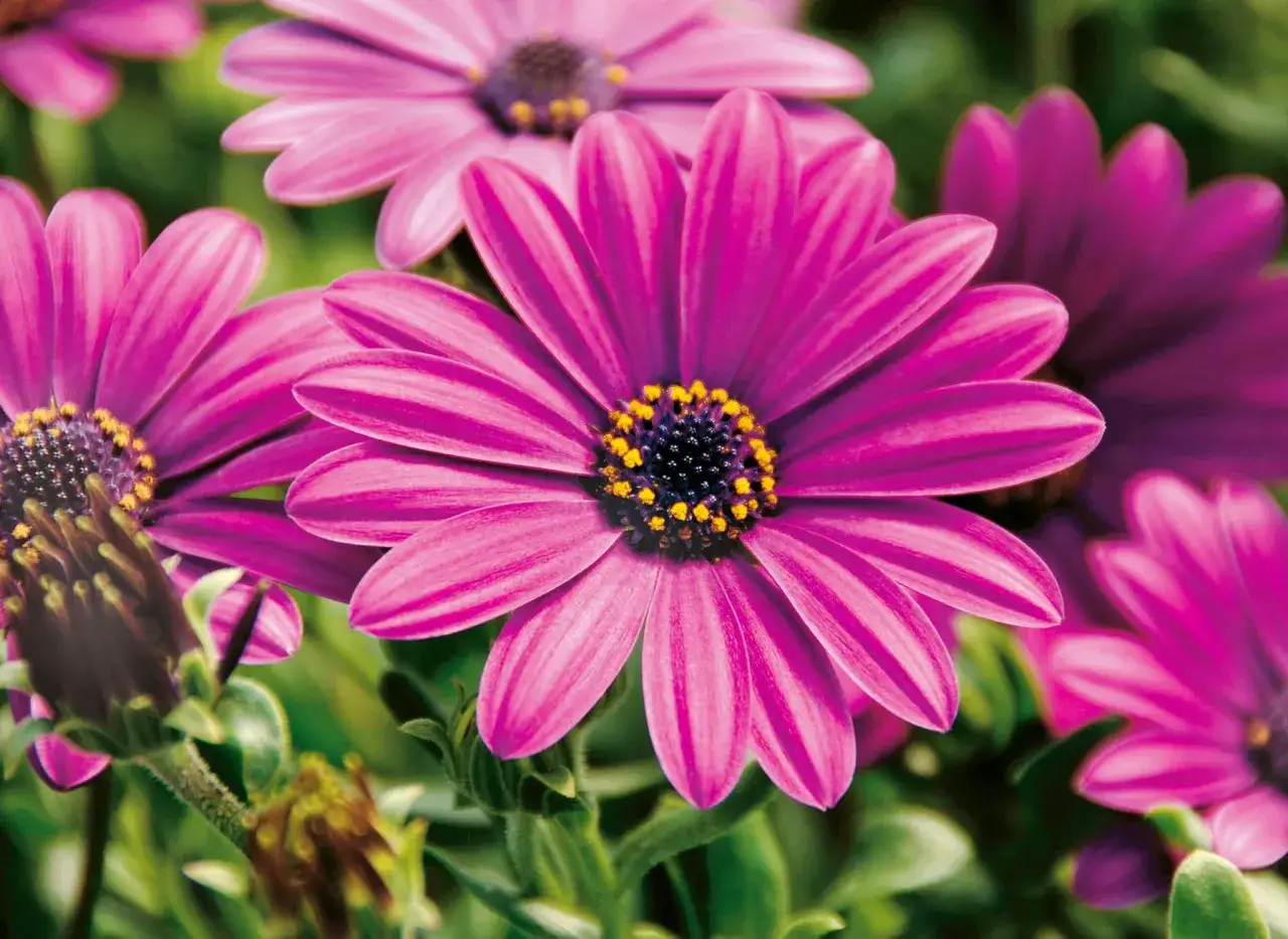 Strahlend pinke Blüten, die viel Sonne vertragen, entfalten sich im satten Grün.