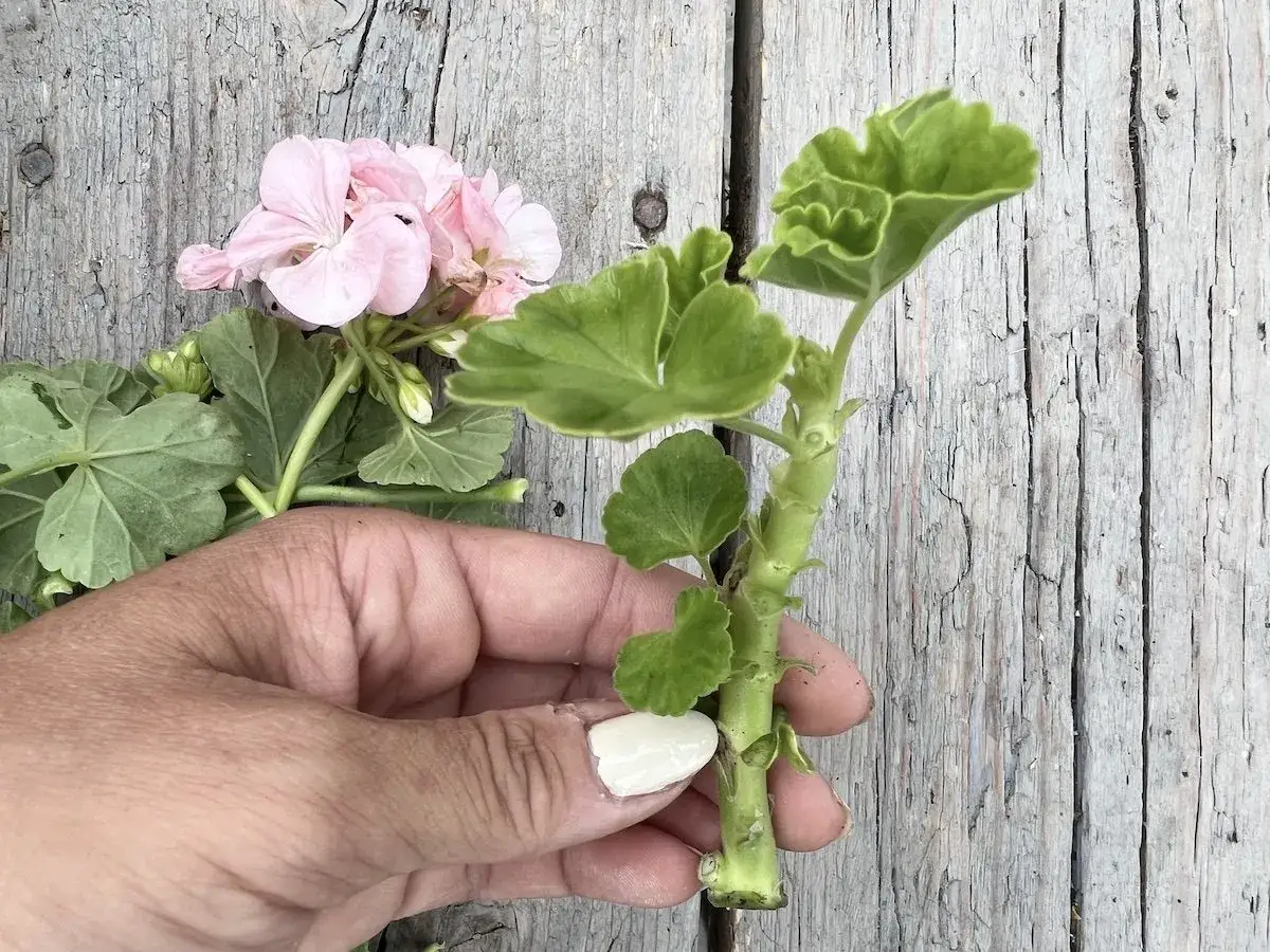 En hand håller en stickling av pelargoner. Snart är det dags att ta in dem för vintern.
