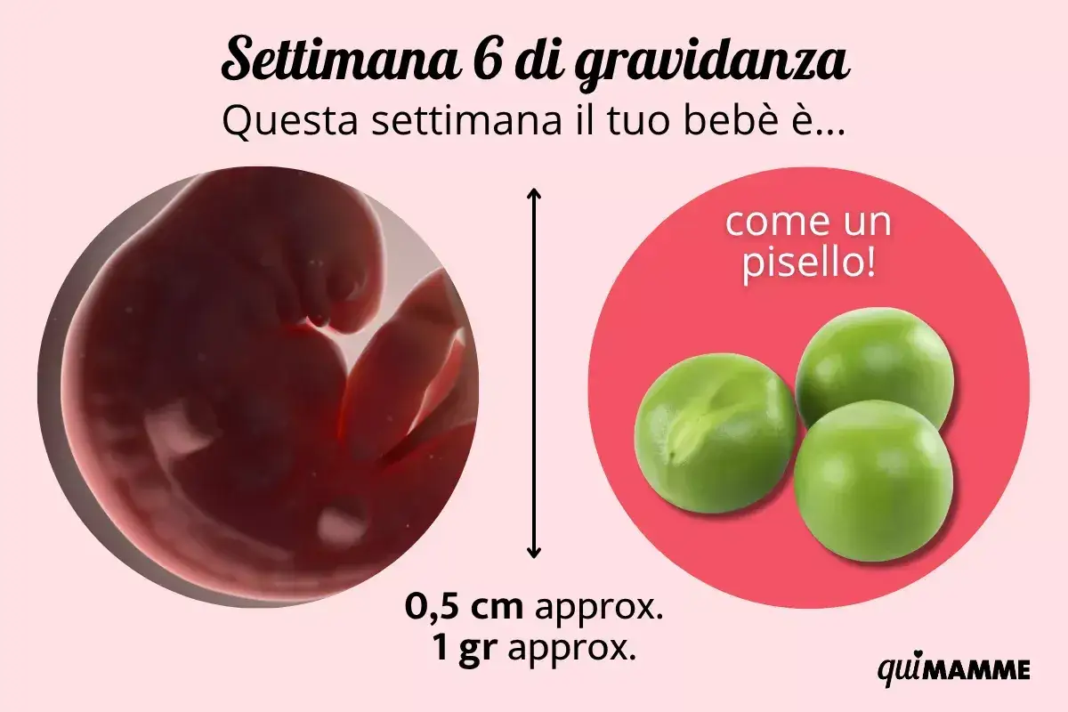 A 6 settimana di gravidanza, il tuo beb&egrave; &egrave; grande come un pisello, circa 0,5 cm e 1 grammo.