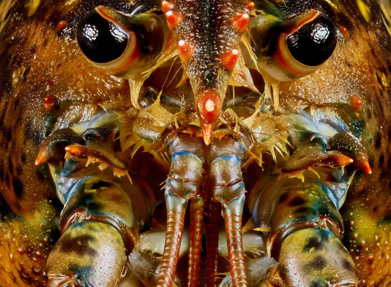 Gros plan sur la tête d'un homard, révélant ses yeux globuleux et ses antennes. La partie non comestible de ce crustacé est ici mise en valeur.