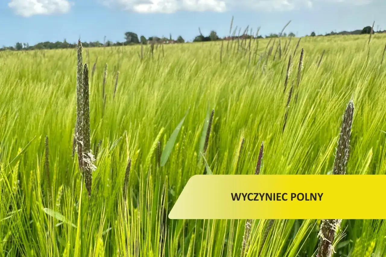 Pole zbożowe z dominującym wyczyniec polny. Zwalczanie tego chwastu jest kluczowe dla zdrowia upraw.