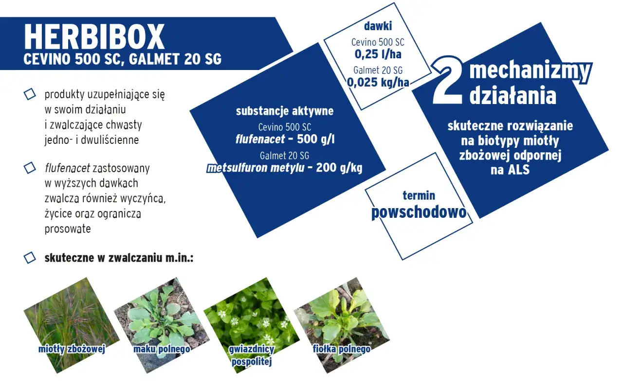 HERBIBOX z fluroksypyrem zwalcza chwasty jedno- i dwuliścienne, w tym miotłę zbożową. Dwa mechanizmy działania zapewniają skuteczne rozwiązanie.