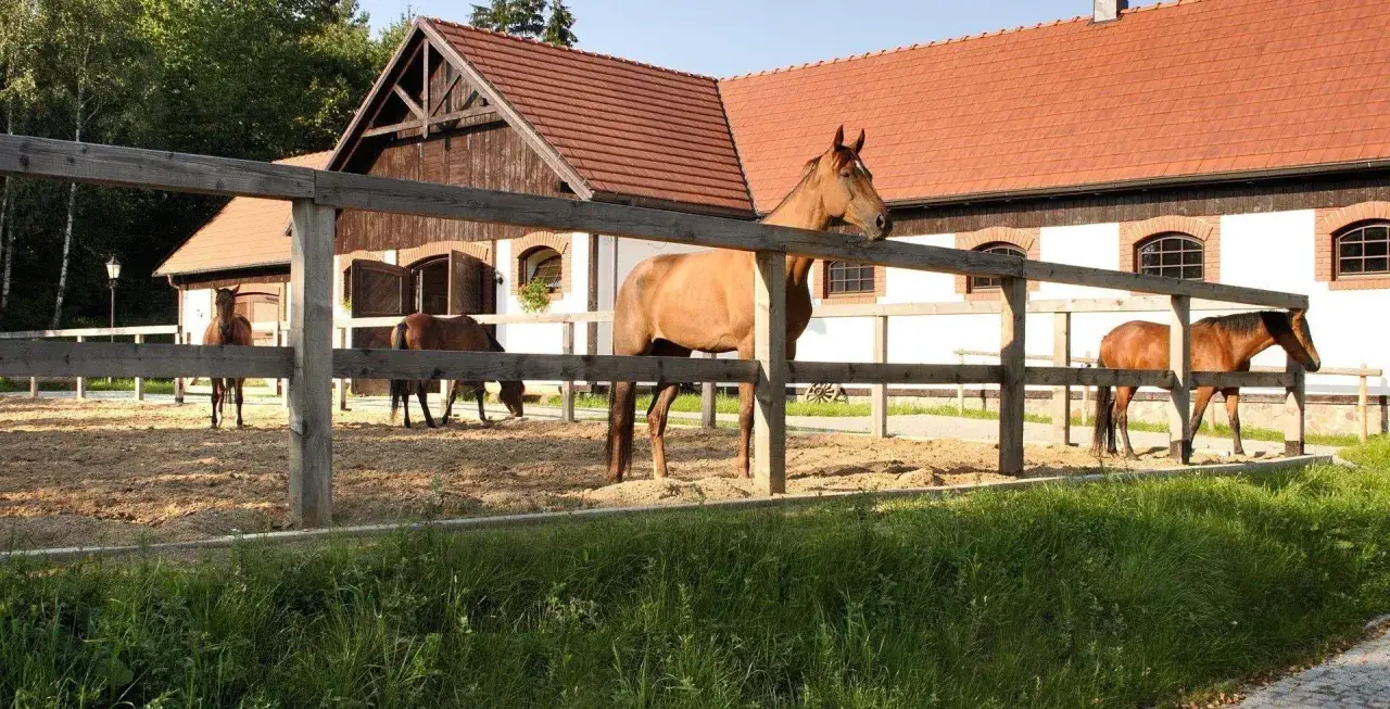 Na terenie stadniny koni Kopytko, w piaskowym padoku, stoją cztery konie. W tle budynek stajni z czerwonym dachem.