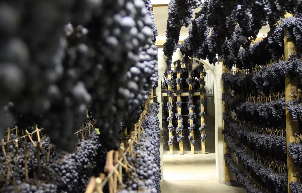 Grappoli di uva scura appesi in un ambiente di appassimento, pronti per la vinificazione della vernaccia di Serrapetrona.