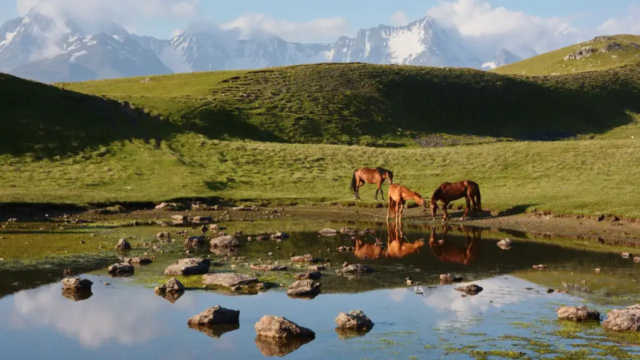 Trzy konie piją wodę z górskiego jeziora podczas trekkingu w Gruzji. W tle majestatyczne, ośnieżone szczyty.