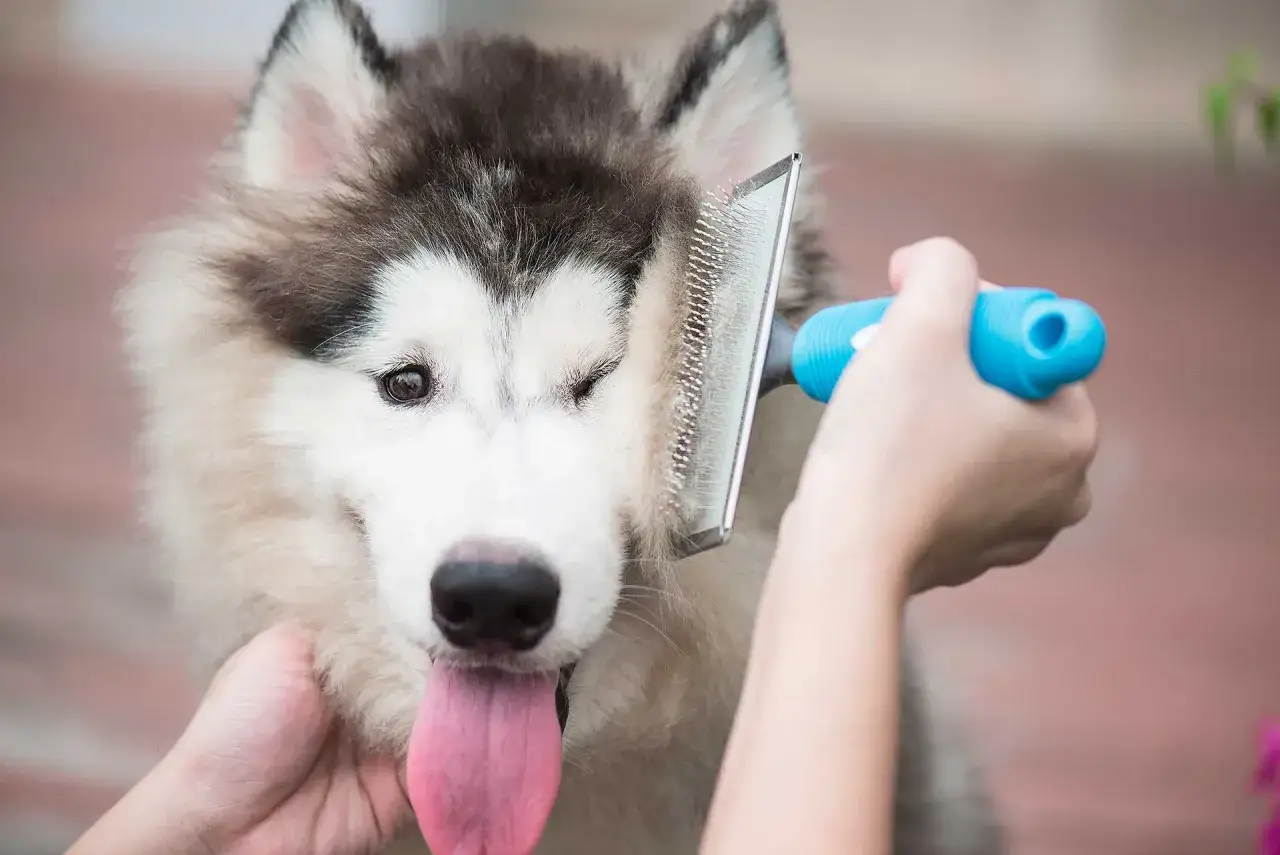 Un husky siberiano con la lengua fuera es cepillado, un momento clave cuando mudan el pelo los perros.