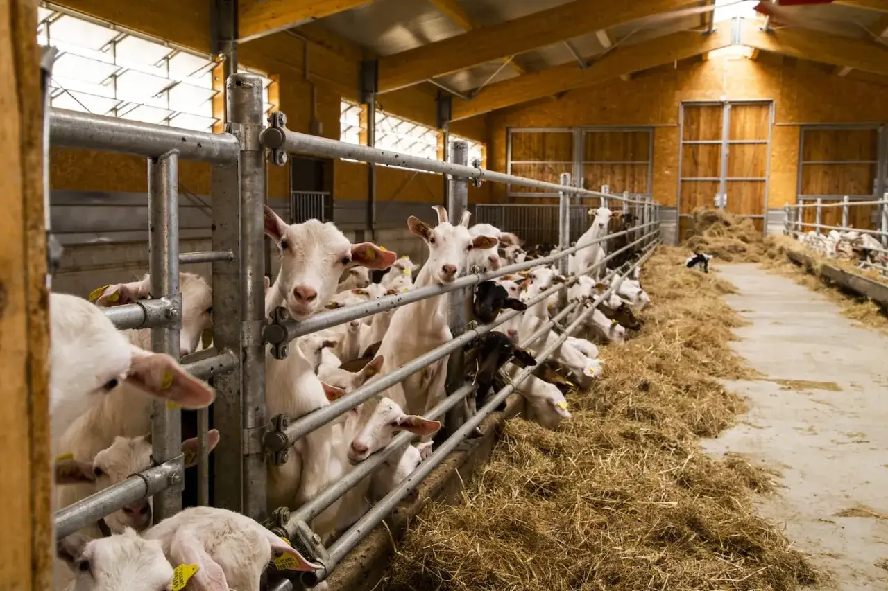 Capre in stalla, alcune curiose guardano verso l'obiettivo. Si spera che non abbiano bisogno di un antibiotico per diarrea capre.