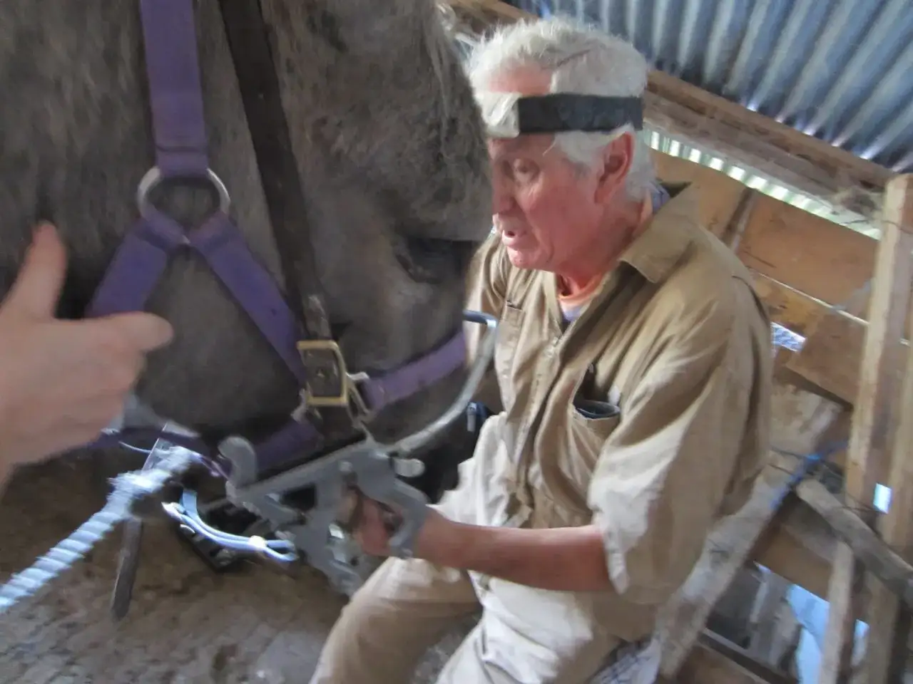 Un homme examine la bouche d'un cheval, peut-être pour un contrôle dentaire. La question 