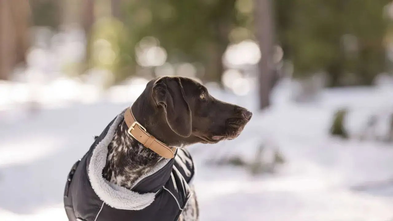 Brauner Hund im Schnee, tr&auml;gt eine warme Jacke. Der Hund friert, aber blickt hoffnungsvoll in die Ferne.