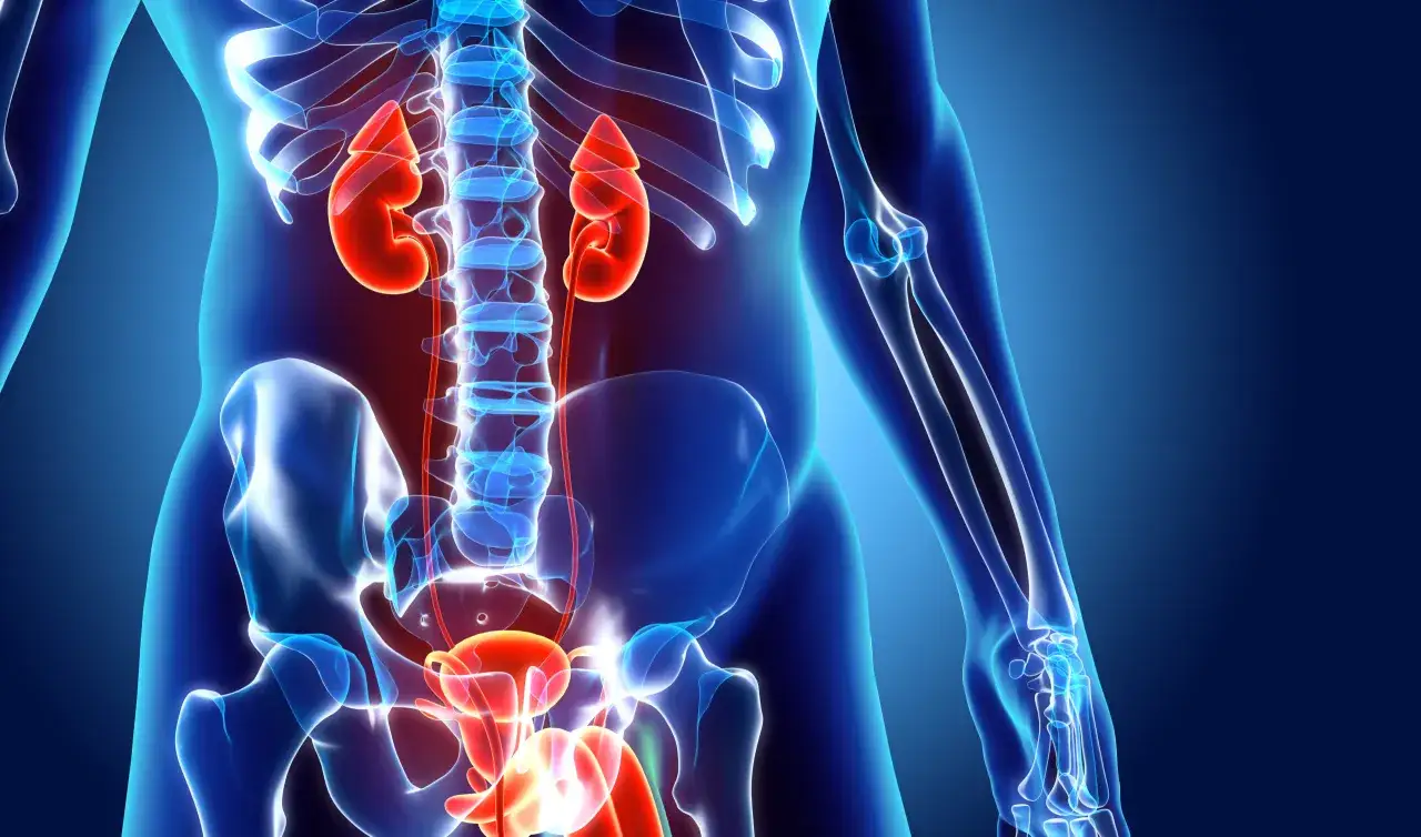 Anatomia układu moczowego, w tym nerek i pęcherza, przedstawiona w technice 3D. Obraz może być użyty do wizualizacji badania urodynamicznego.