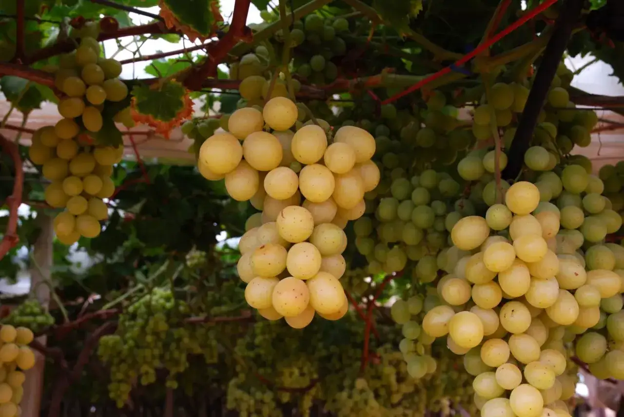 Grappoli di uva bianca matura pendono dai tralci. Ricorda che l'uva è lassativa, quindi gustala con moderazione!