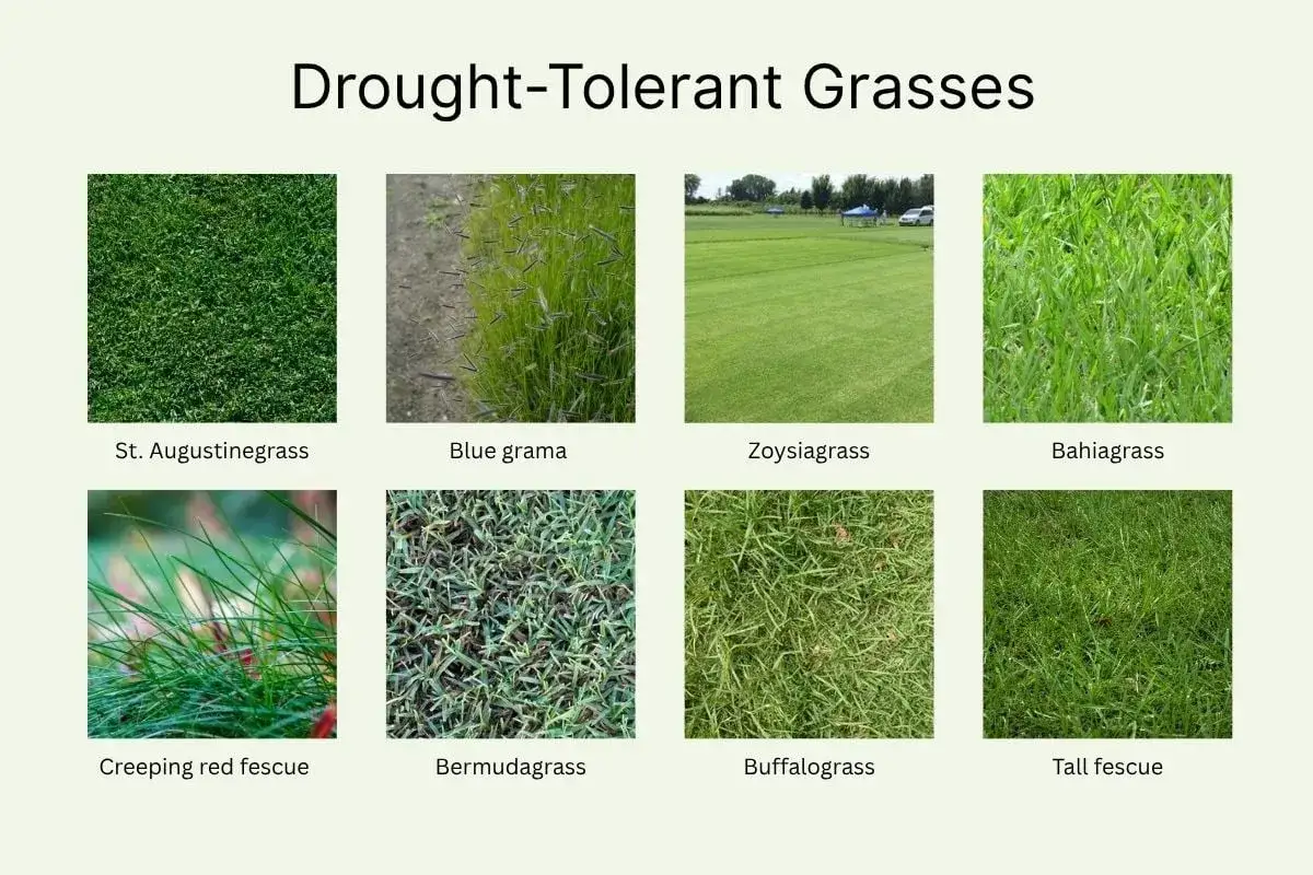 Choix de gazon résistant à la sécheresse : St. Augustinegrass, Blue grama, Zoysiagrass, Bahiagrass, Creeping red fescue, Bermudagrass, Buffalograss, Tall fescue.