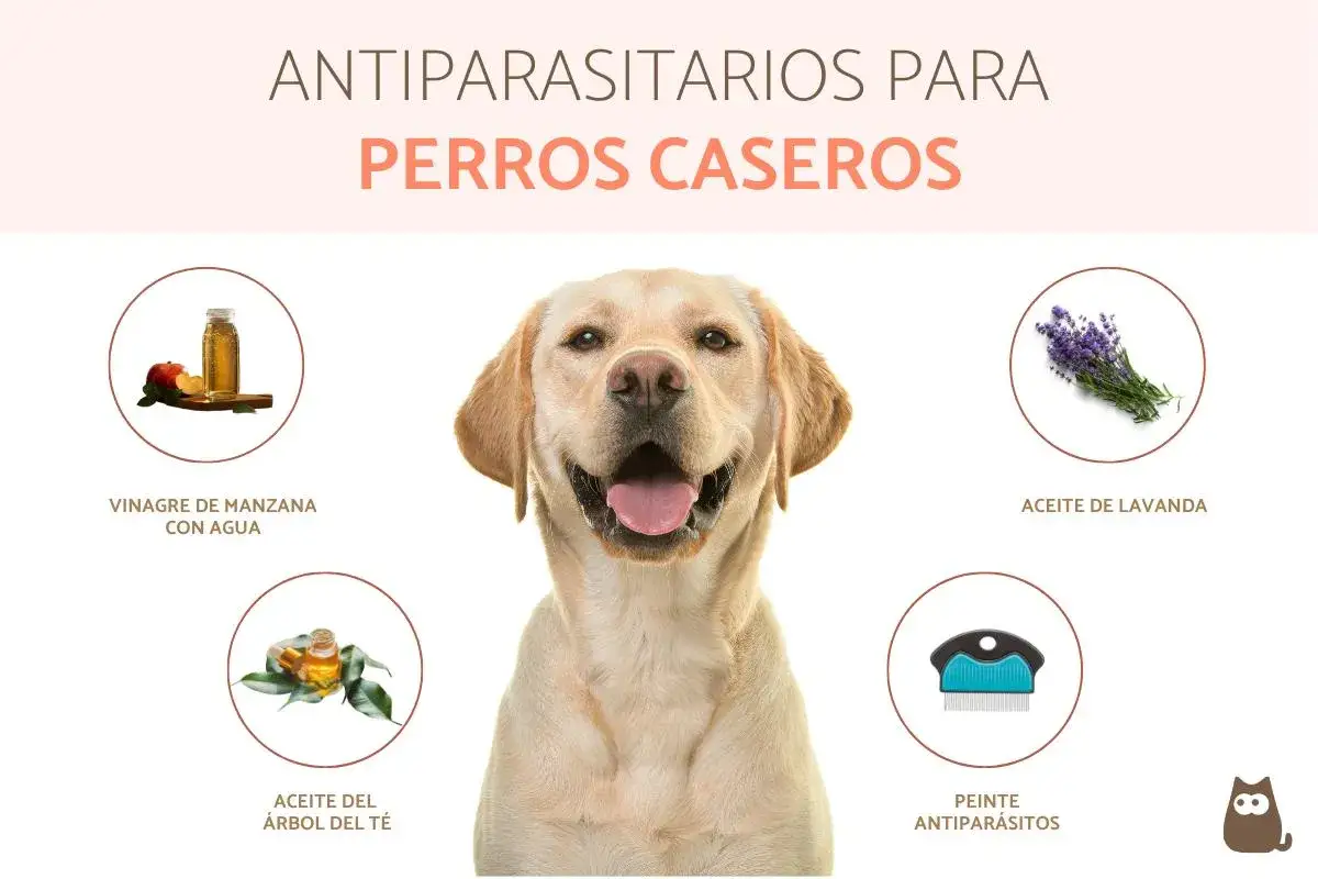 Perro feliz con remedios caseros para pulgas en perros: vinagre de manzana, aceite de lavanda, aceite de &aacute;rbol de t&eacute; y peine antipar&aacute;sitos.