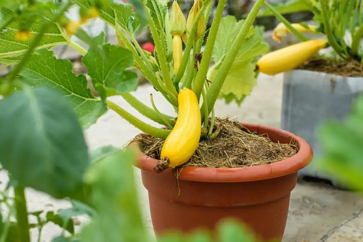 Une courgette jaune mûrit dans un pot en terre cuite, entourée de feuilles vertes luxuriantes.