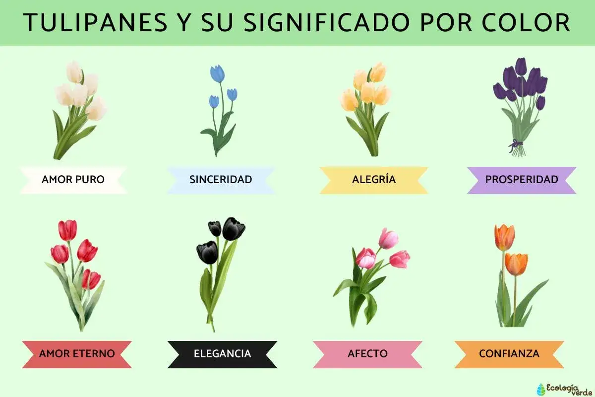 Tulipanes y su significado por color: blancos (amor puro), azules (sinceridad), amarillos (alegr&iacute;a), morados (prosperidad), rojos (amor eterno), negros (elegancia), rosas (afecto) y naranjas (confianza).