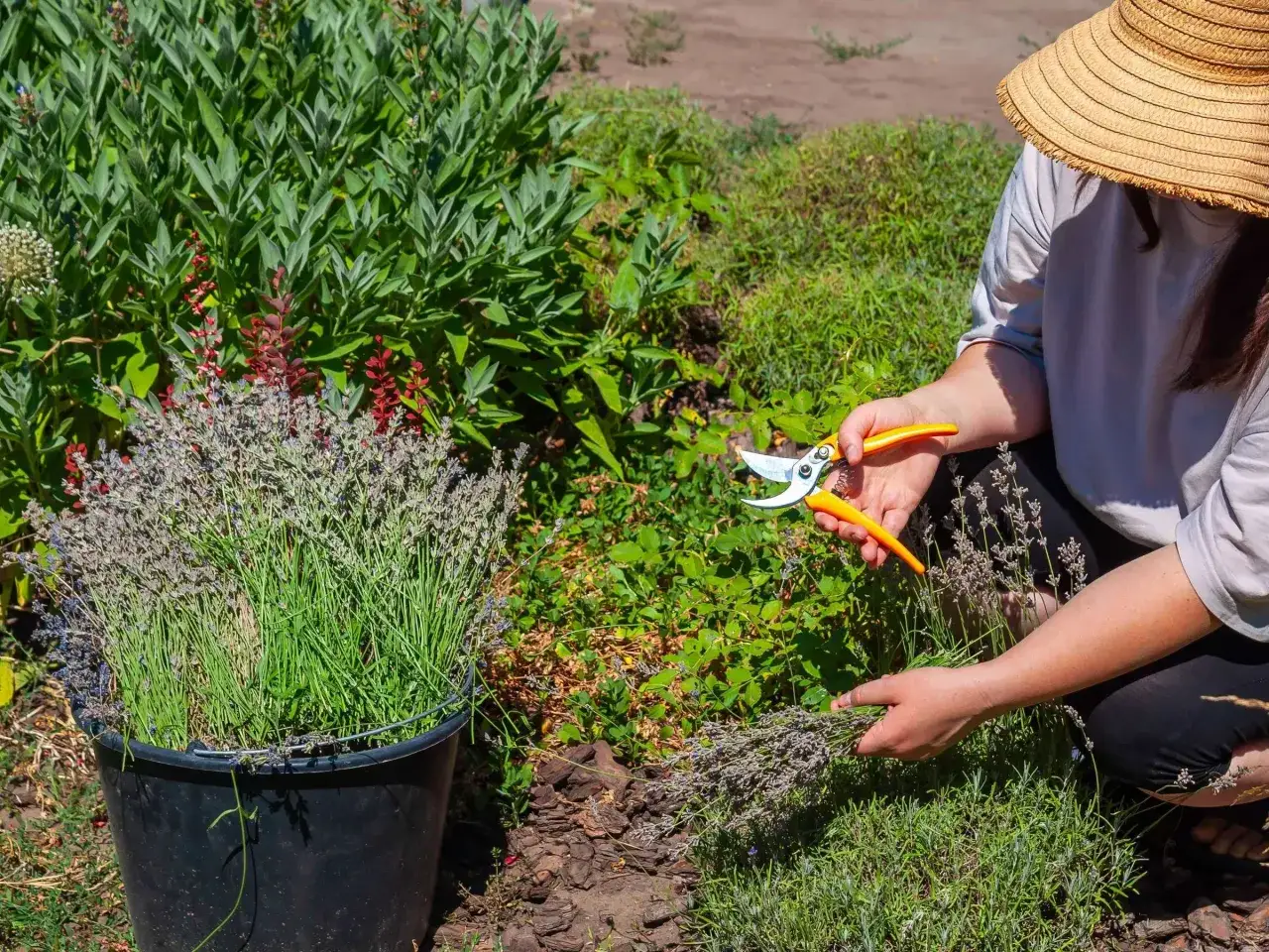 Frau mit Strohhut erntet Lavendel mit einer Gartenschere. Ein Eimer mit frisch geschnittenem Lavendel steht daneben.
