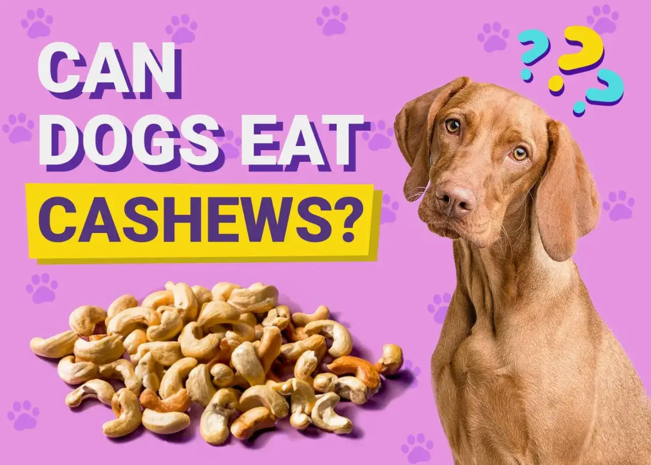 Un perro mira con curiosidad un montón de anacardos, preguntándose si los perros pueden comer anacardos.