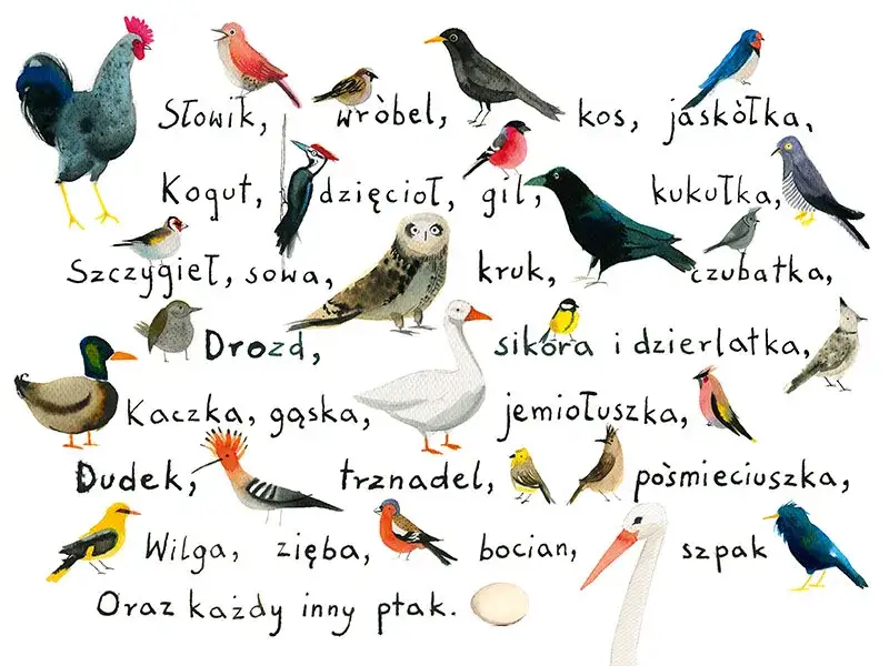 Ptasie radio ilustracje ptaki