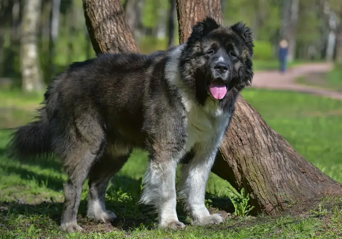 Majestueux berger de Caucase, imposant et protecteur, se tient fi&egrave;rement dans un parc verdoyant.