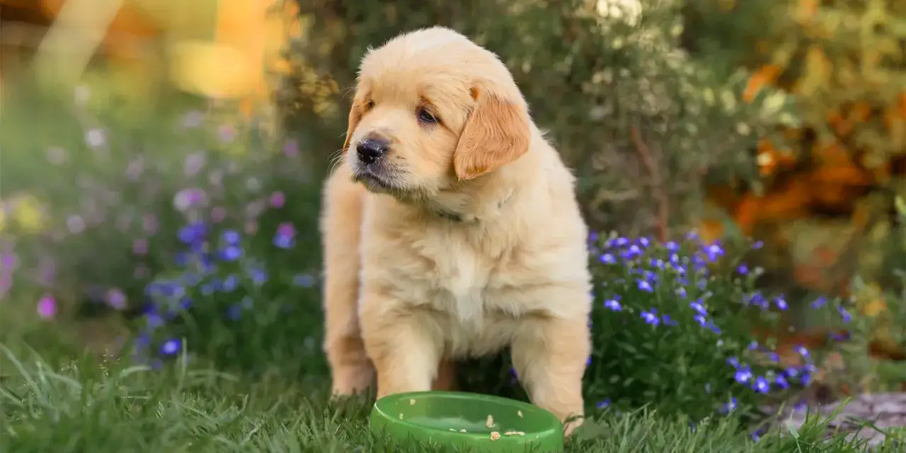 En söt golden retriever valp, som visar sin framtida golden retriever storlek, står bredvid en grön matskål i en blommig trädgård.