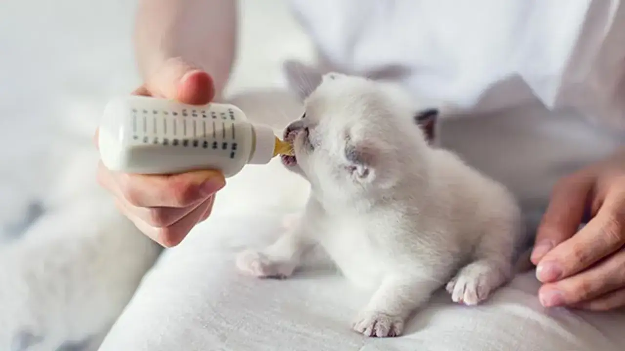 Un gato beb&eacute; blanco y esponjoso bebe leche de un biber&oacute;n.