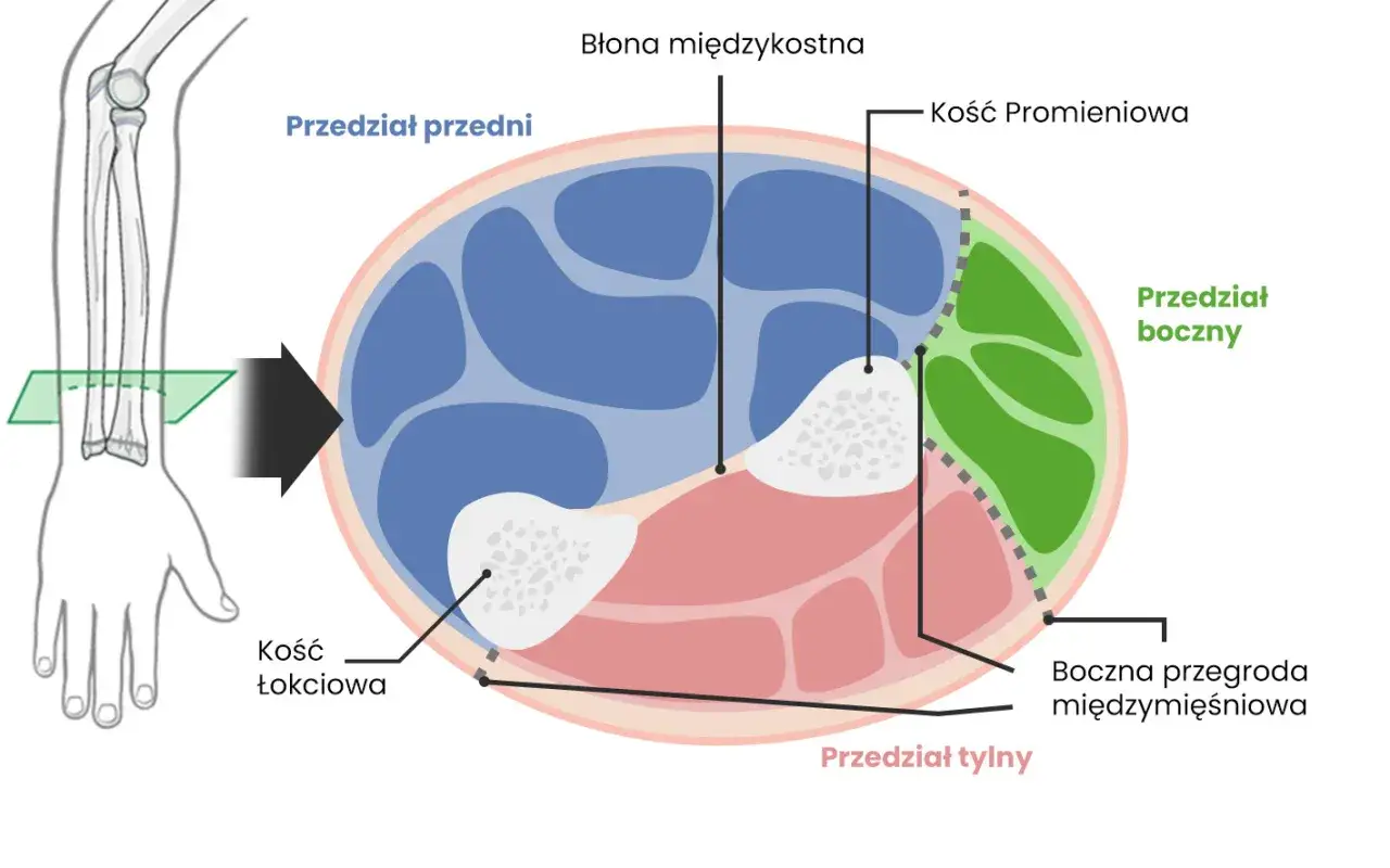 Przekrój przedramienia pokazuje kość promieniową, kość łokciową i przegrody mięśniowe.