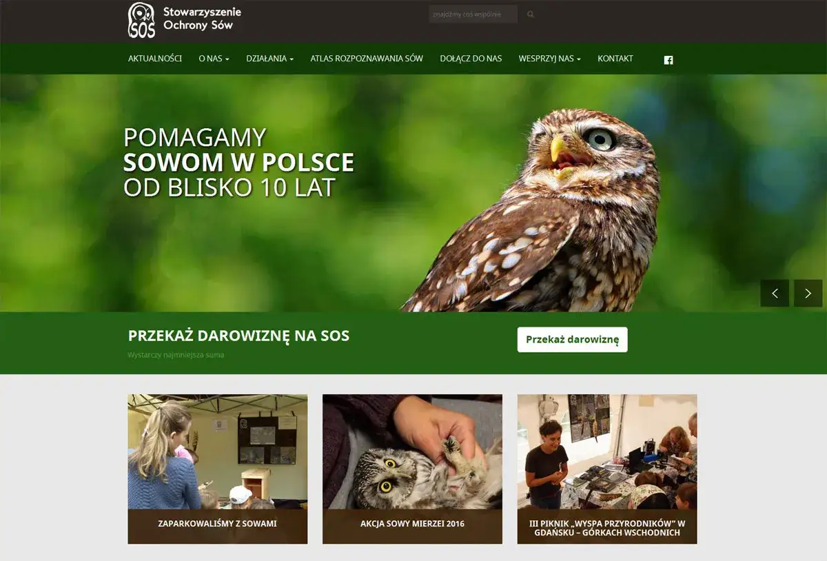 Sowy w Polsce potrzebują pomocy. Dowiedz się, gdzie zimują i jak możesz je chronić.
