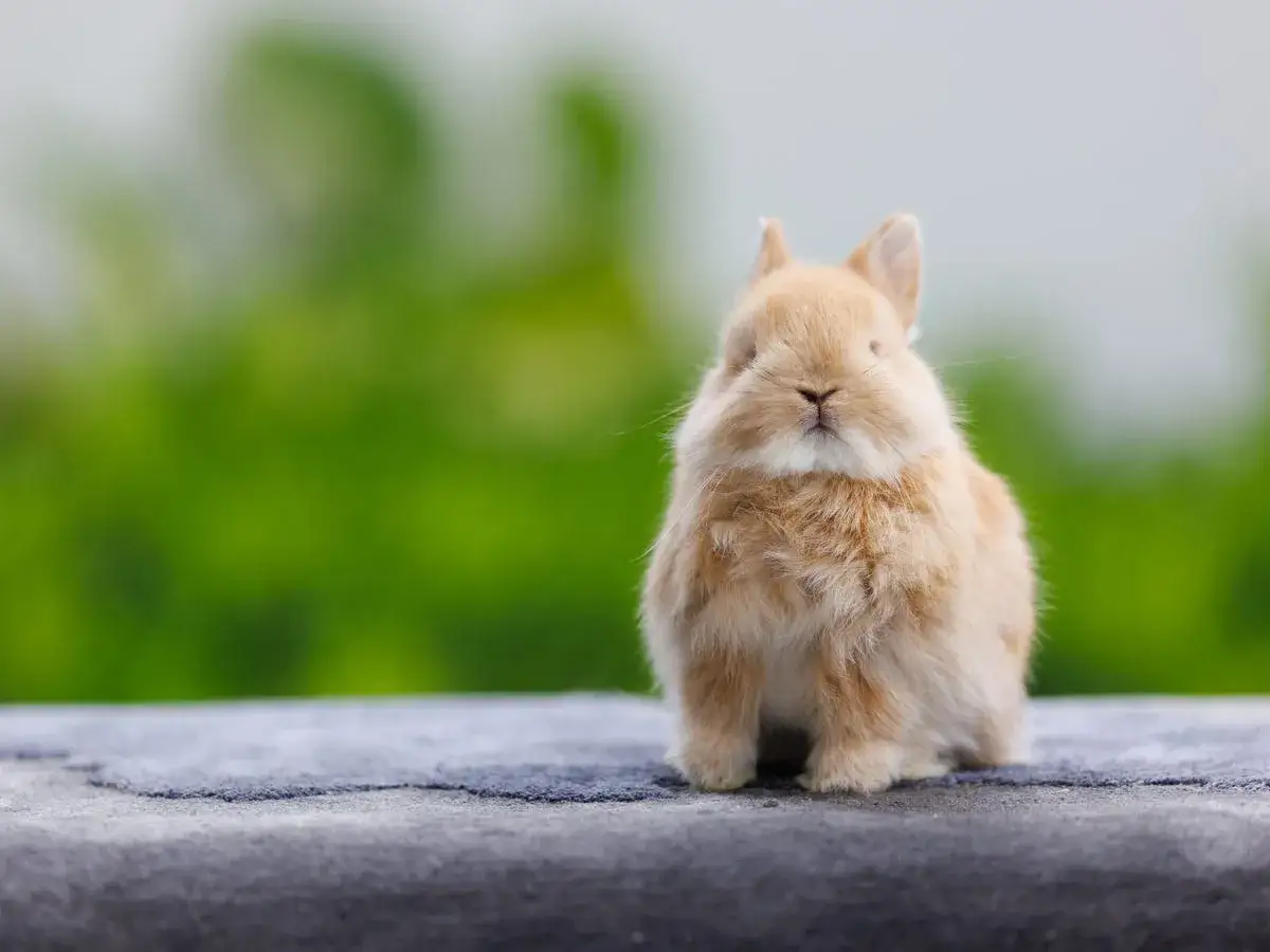 En söt, fluffig kanin i en ljusbrun färg. En av många fascinerande kanin raser.