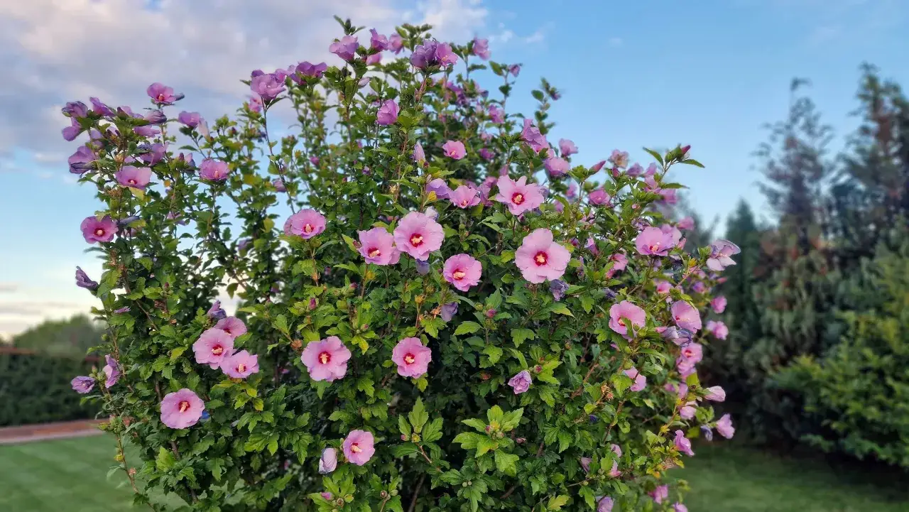 hibiskus ogrodowy terminy przesadzania