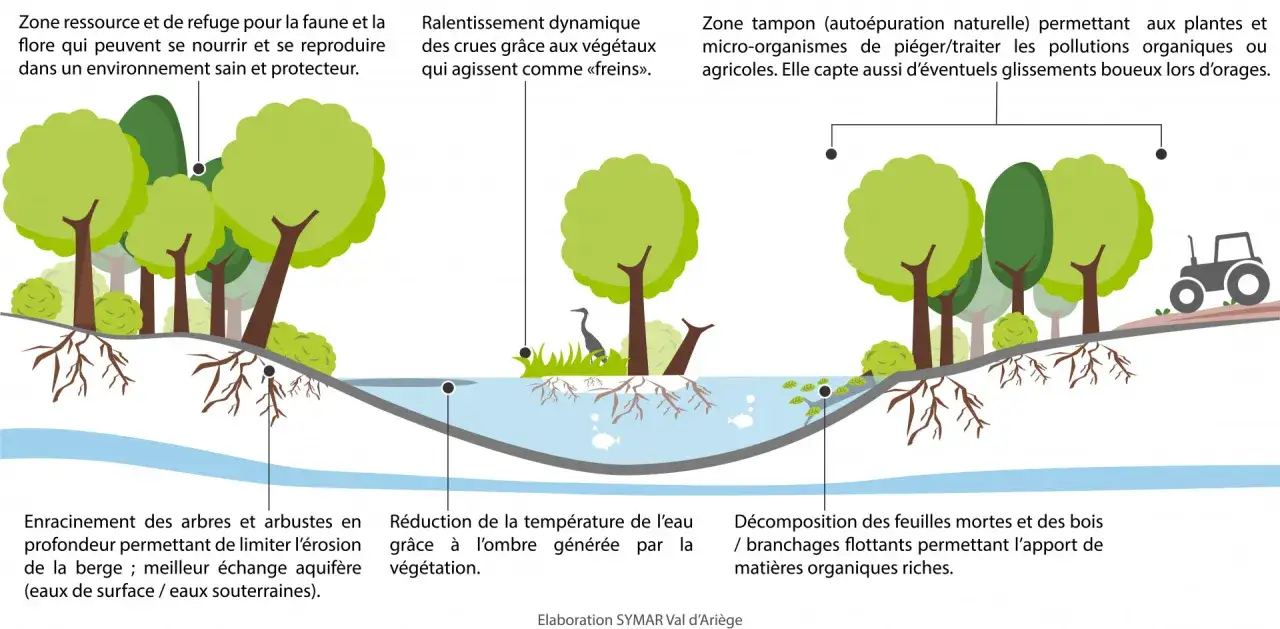 Illustration d'un écosystème fluvial montrant des arbres, des arbustes et des plantes de berges de rivières, avec leurs racines stabilisant le sol et ombrageant l'eau.
