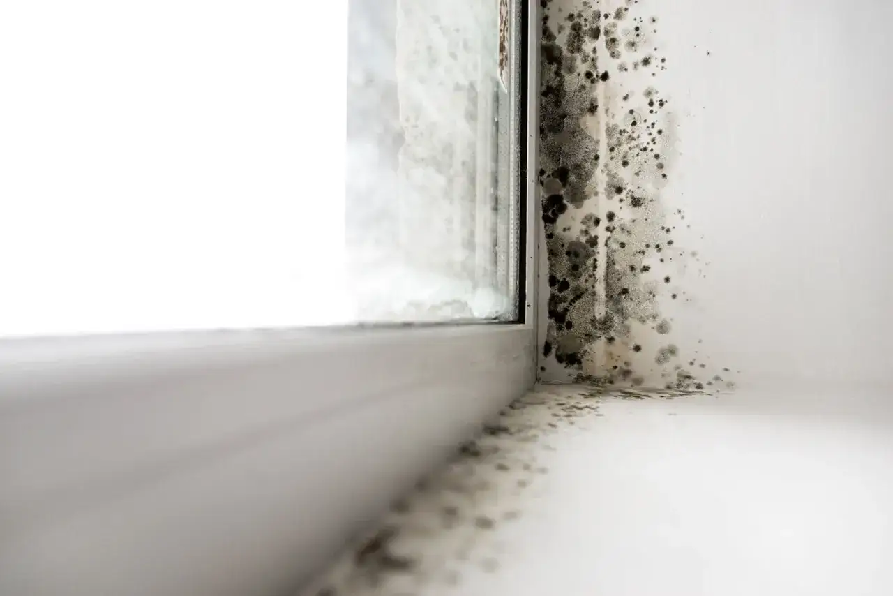 Muffa nera e grigia si estende su un muro vicino a una finestra, un segno di condensa sui muri come eliminarla.