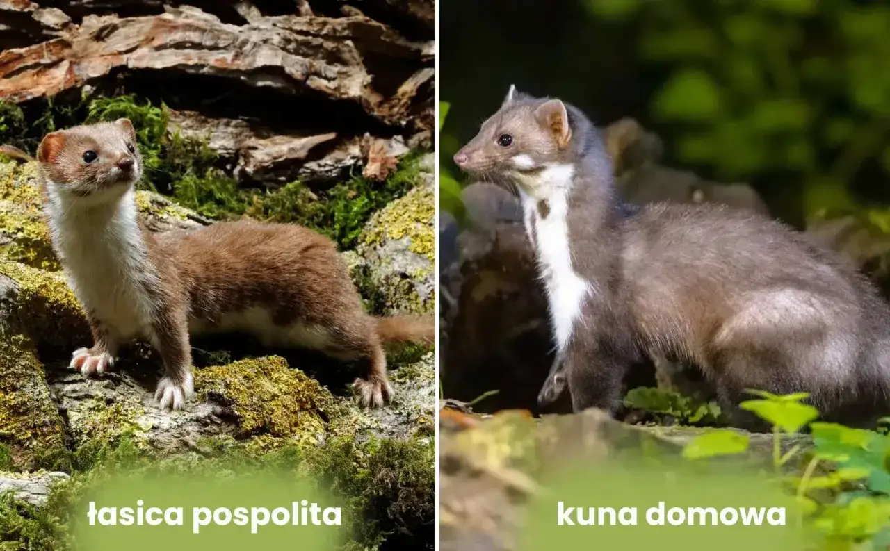 Dwa drapieżniki: po lewej łasica pospolita, po prawej kuna domowa. Oba to małe ssaki, ale czym jest kuna?