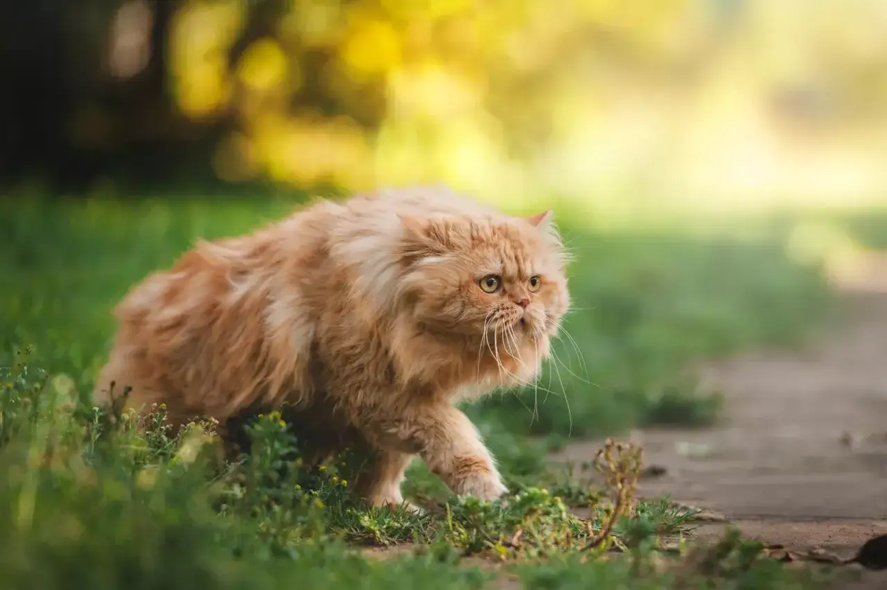 Puszysty, rudy perski kot przemierza trawiasty teren, jego futro faluje przy każdym kroku.