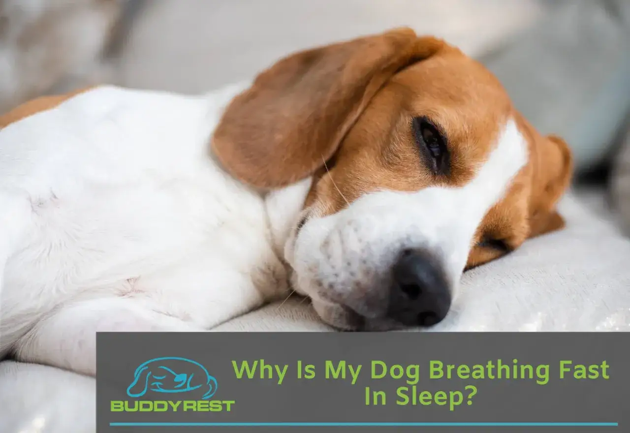 Śpiący beagle z przyspieszonym oddechem u psa.