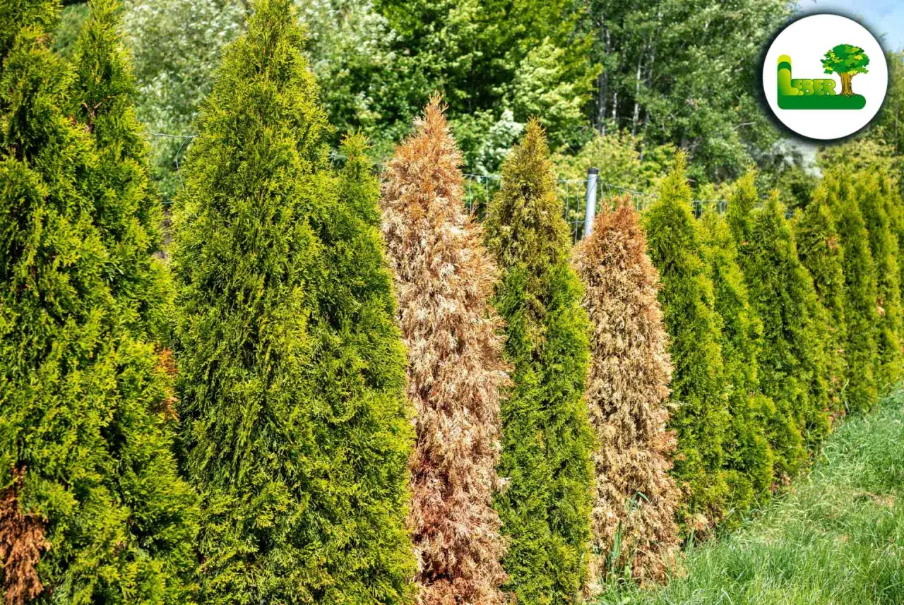 Reihe von grünen und braunen Lebensbäumen, die eine dichte **Thuja Hecke** bilden. Im Hintergrund grünes Laub.