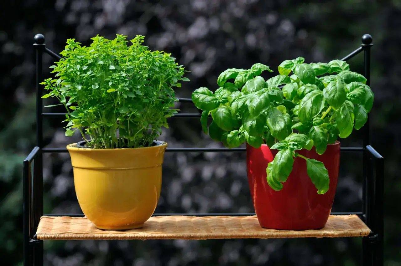 Due vasi, uno giallo e uno rosso, su una mensola di paglia. Il vaso rosso contiene il basilico, una verdura profumata e deliziosa, perfetta per insaporire i piatti.