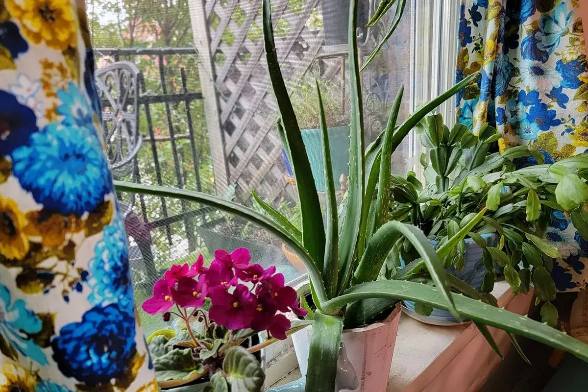 Aloes uprawa na parapecie, obok fiołków i rośliny bożonarodzeniowej, w otoczeniu kwiecistych zasłon.