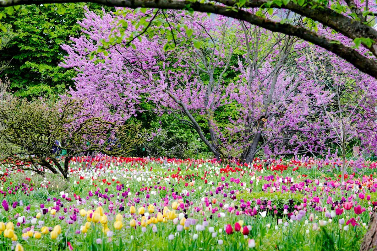 Ein Meer aus bunten Tulpen und blühenden Bäumen. Die Frage