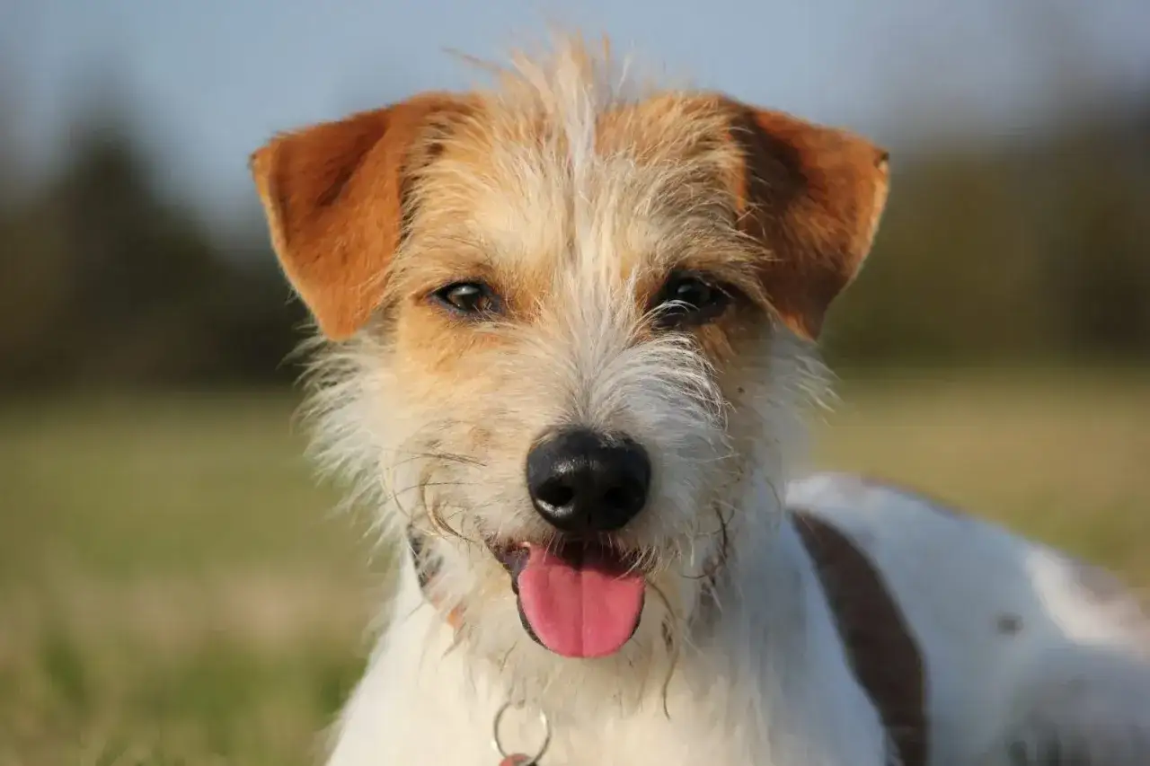 Uroczy piesek rasy Jack Russell Terrier, jeden z małych psów krótkowłosych, z językiem na wierzchu, patrzy wprost na Ciebie.