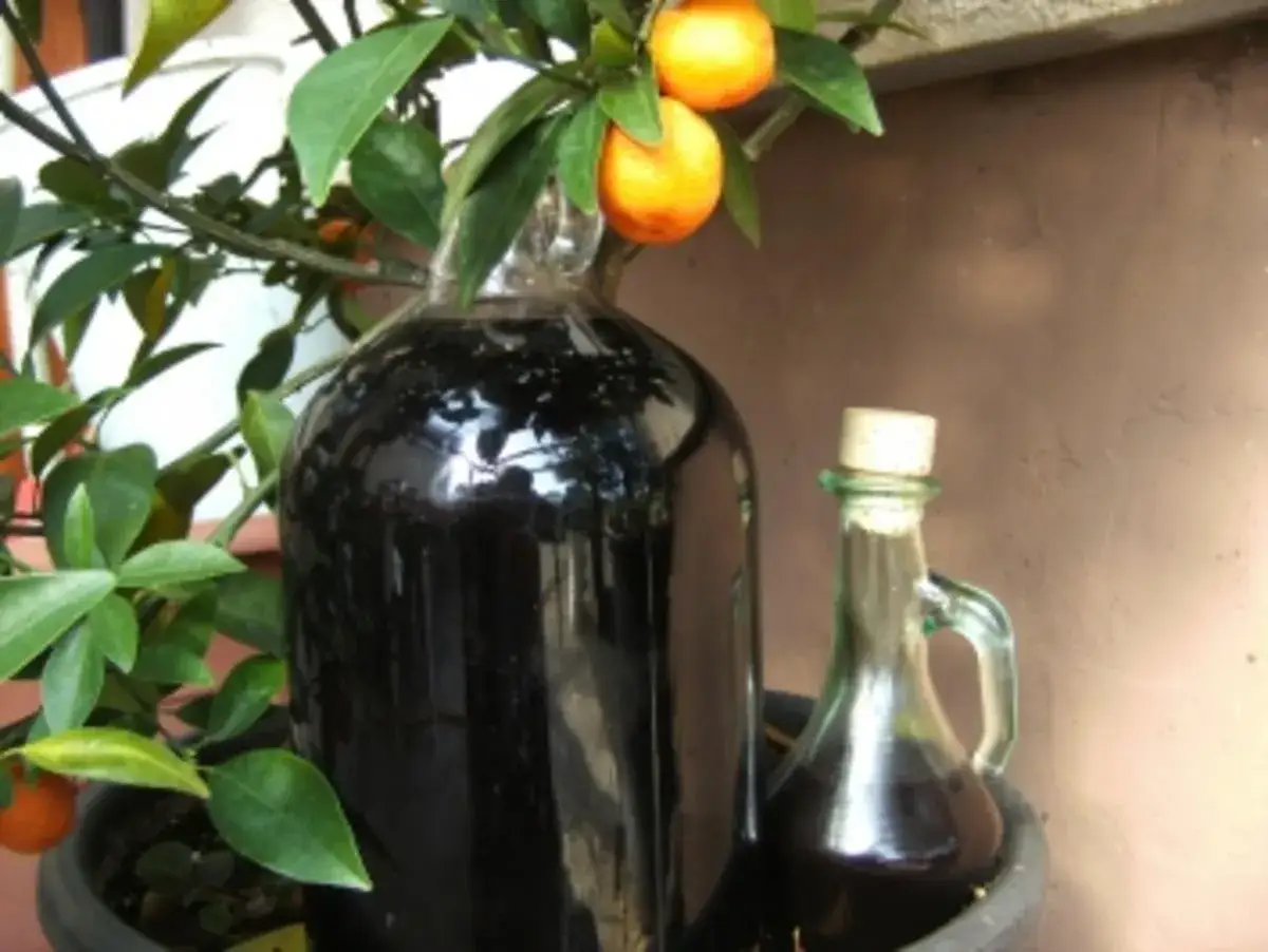 Dunkler Holunderschnaps mit Rum in einer gro&szlig;en Glasflasche und einer kleinen Karaffe, daneben ein Mandarinenbaum mit Fr&uuml;chten.