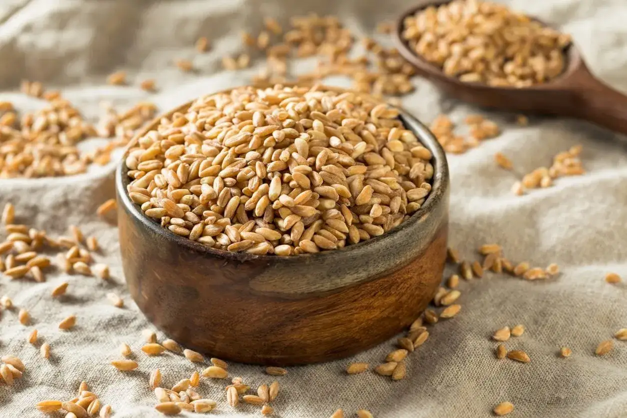 Farro perlato e farro decorticato a confronto