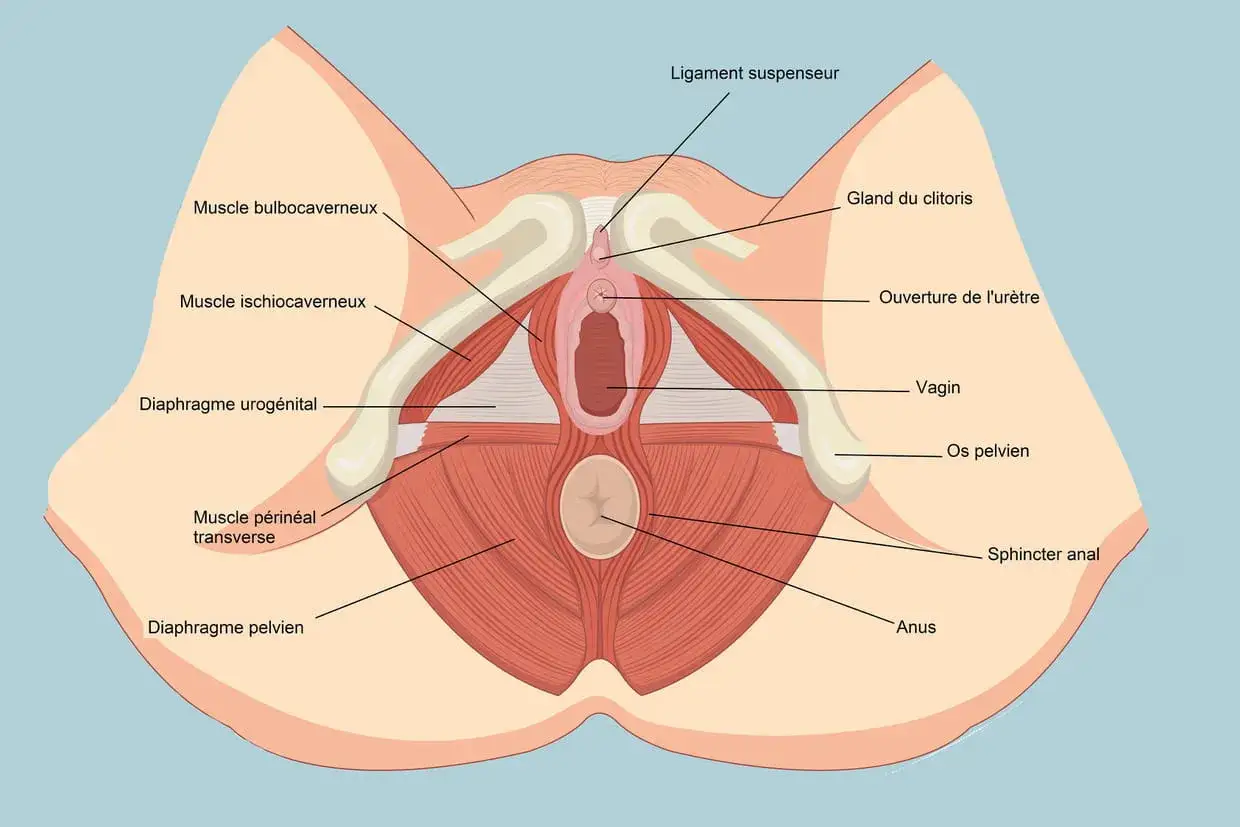 Anatomie du périnée féminin, montrant le vagin, l'urètre, le clitoris et les muscles pelviens. Une irritation périnée femme peut affecter ces structures.