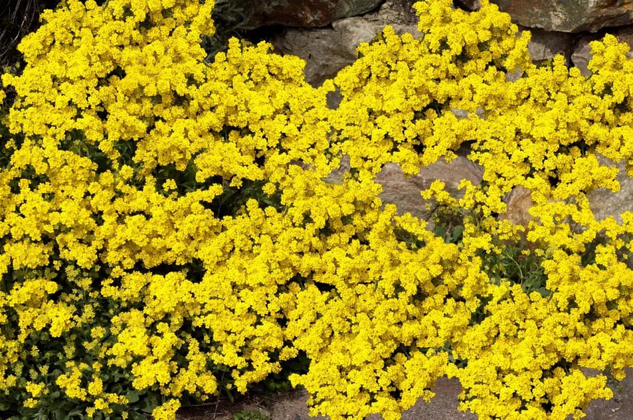 Un tapis de fleurs jaunes éclatantes, une véritable corbeille d'or, cascade sur un mur de pierres.