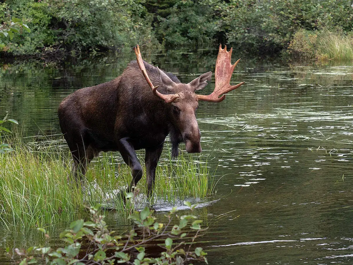 Ein m&auml;chtiger Elch mit beeindruckendem Geweih watet durch seichtes Wasser. Sein enormes Gewicht ist angesichts seiner Statur kaum zu &uuml;bersehen.