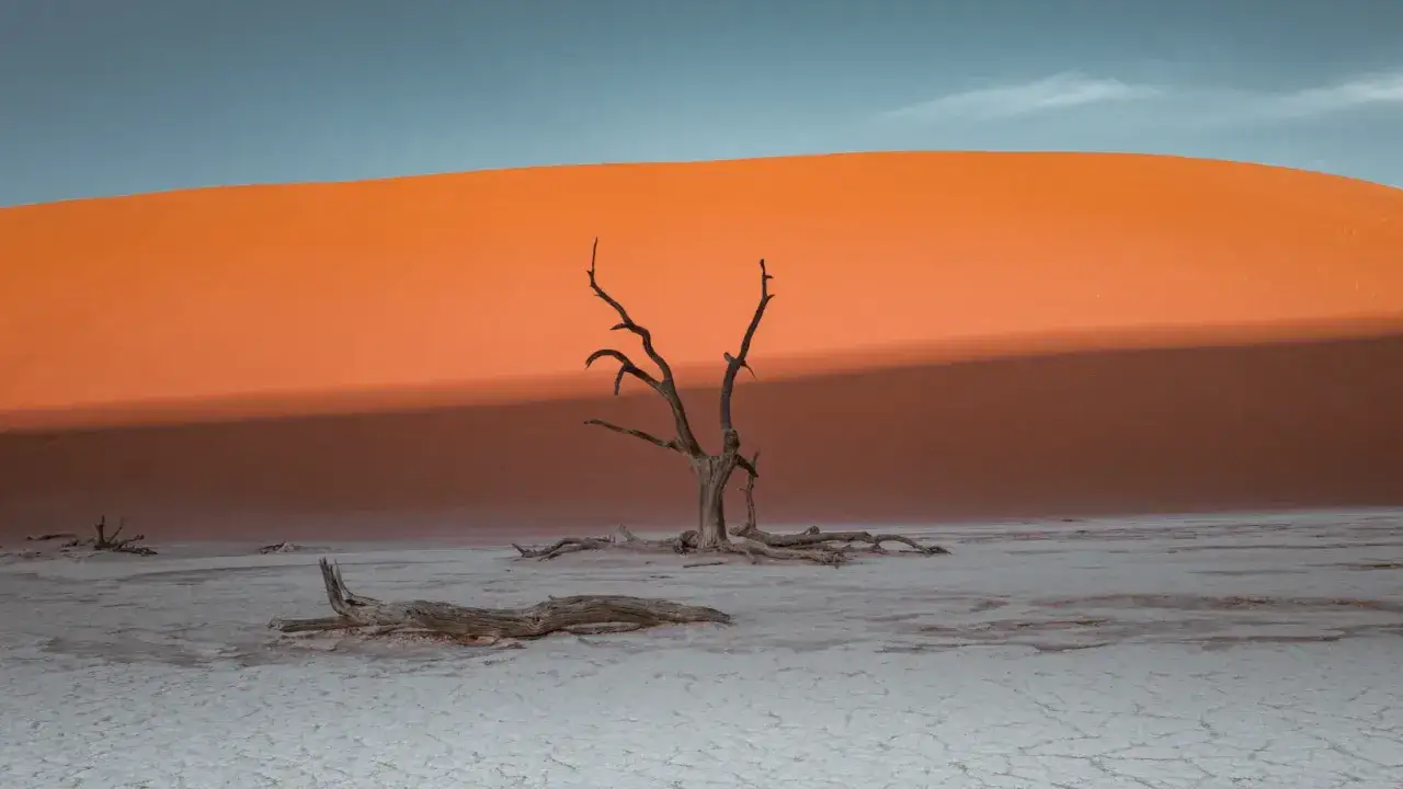 Martwe drzewa na białej, spękanej ziemi w Dead Vlei, na tle pomarańczowej wydmy i błękitnego nieba.