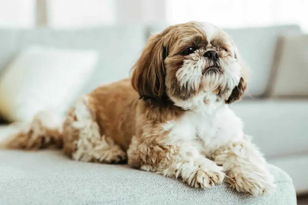 Uroczy shih tzu z brązowo-białym futrem leży na kanapie, wyglądając na zrelaksowanego i zadowolonego.