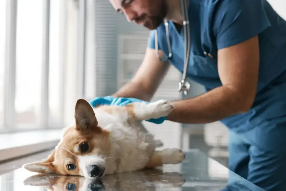 Weterynarz bada corgi. Dobry pomysł na ubezpieczenie psa, by zapewnić mu opiekę.
